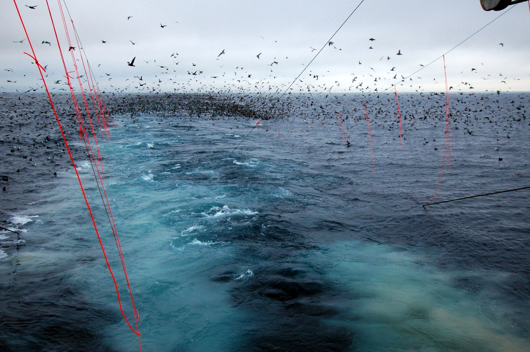 Seabrid bycatch.jpg